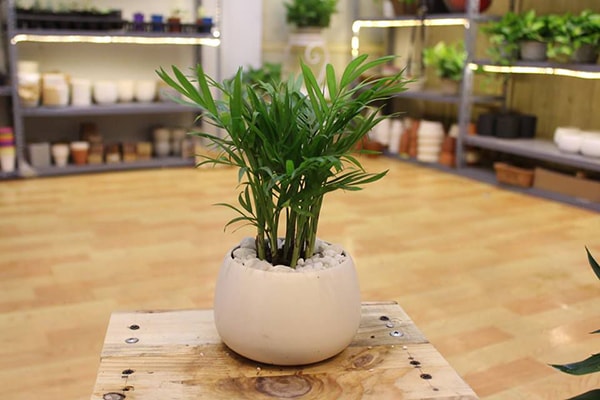 Cây cau tiểu trâm