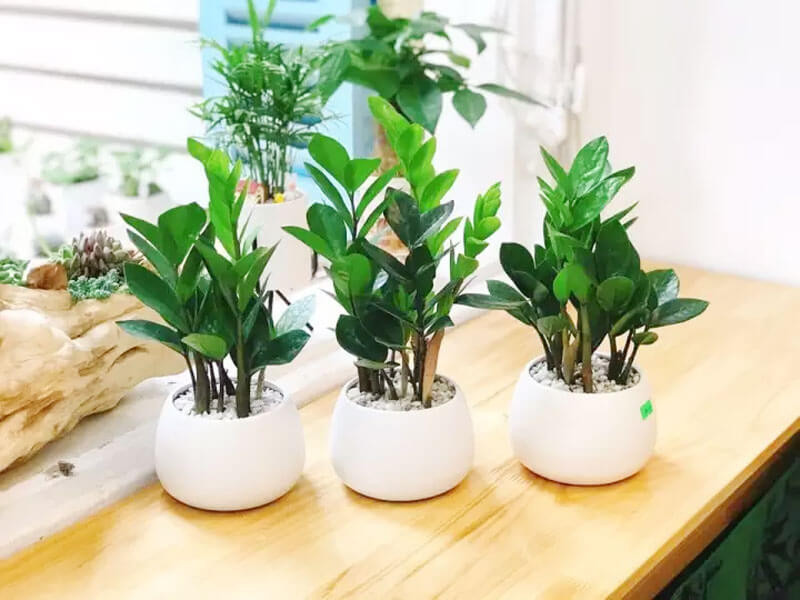 Cây Để Phòng Khách Theo Mệnh: Chọn Đúng, Rước Lộc Vào Nhà 2 Cây kim tiền