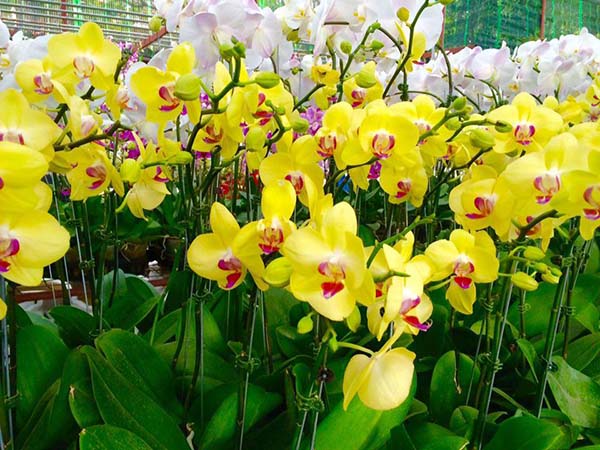 Cây Để Phòng Khách Theo Mệnh: Chọn Đúng, Rước Lộc Vào Nhà 5 Lan Hồ Điệp Vàng